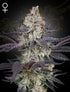 Green House Seeds-Ztrawberry