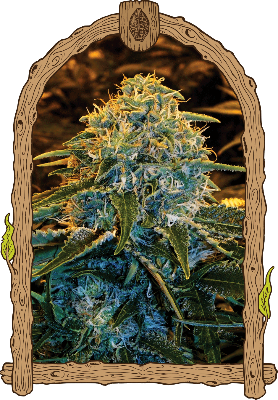 Exotic Seed-Z&Z