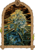 Exotic Seed-Z&Z